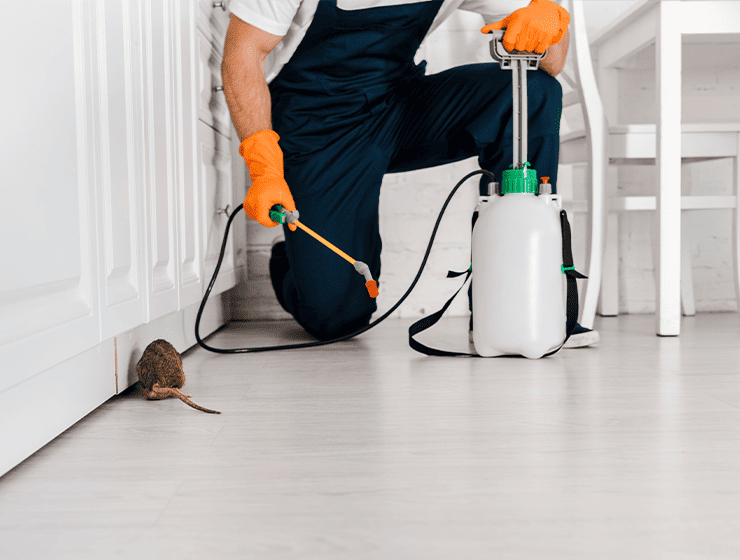 brisbane pest control