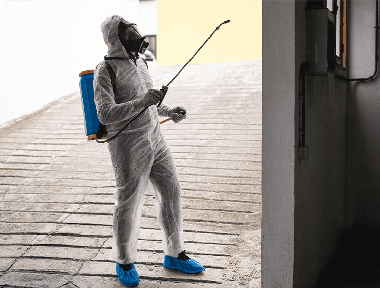 pest control in brisbane